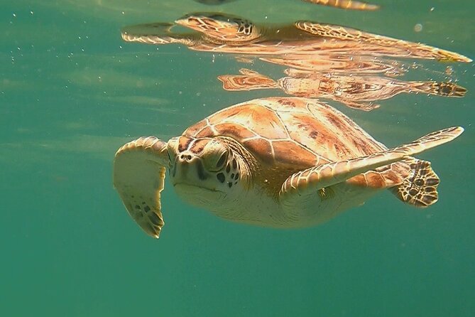 Swim with Turtles in Akumal + GoPro Photo Session - Timing, arrival, and a few useful tips