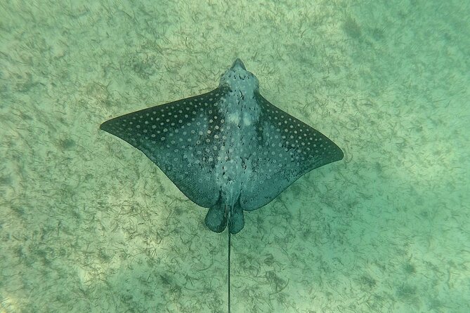 Swim with Turtles in Akumal + GoPro Photo Session - A private guide is the real advantage