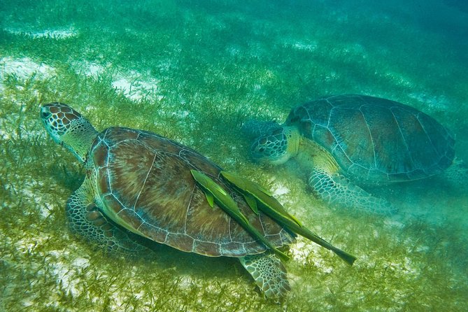 Tortugas & Cenotes Snorkel With Turtles Tour - The guides and the human side of the trip