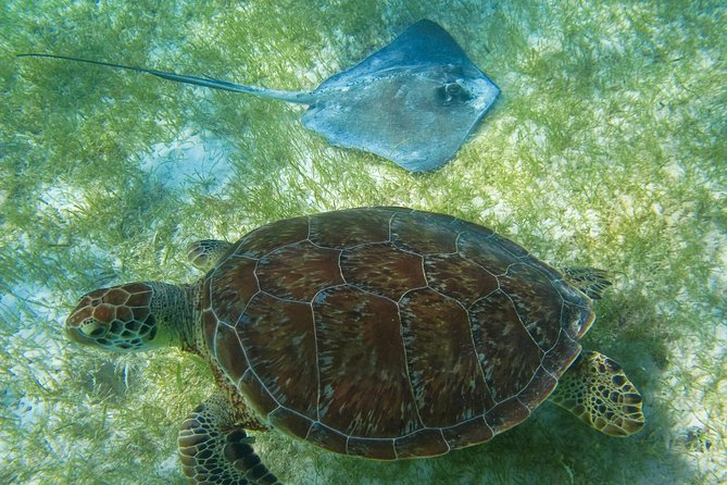 Tortugas & Cenotes Snorkel With Turtles Tour - Why the schedule matters more than the brochure
