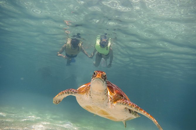Tortugas & Cenotes Snorkel With Turtles Tour - The cenote stop: cold water and remarkable stone