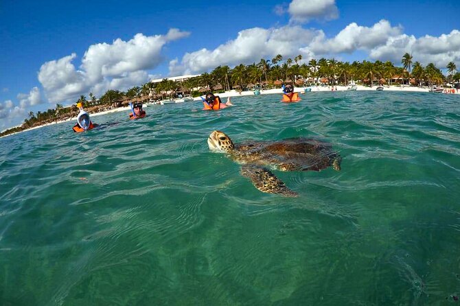 Tour to swim with turtles - Snorkeling in the protected turtle area