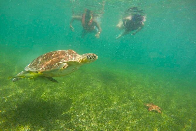 Tour to swim with turtles - Why the private format matters