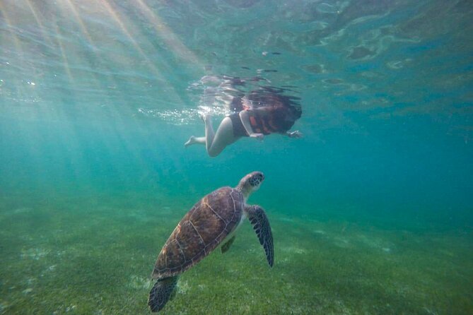 Tour to swim with turtles - Weather, cancellation, and practical planning