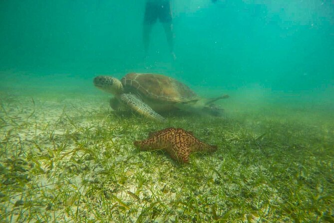 Tour to swim with turtles - A quick gear stop and a short walk to the water