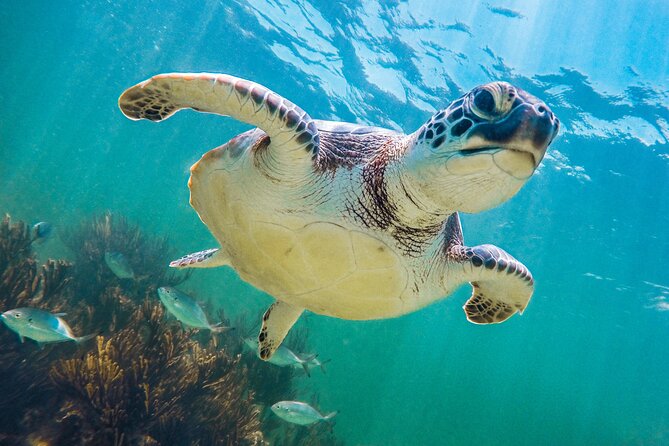 Tour to Tulum and Cenote Swimming with Turtles from Tulum - What happens at Akumal