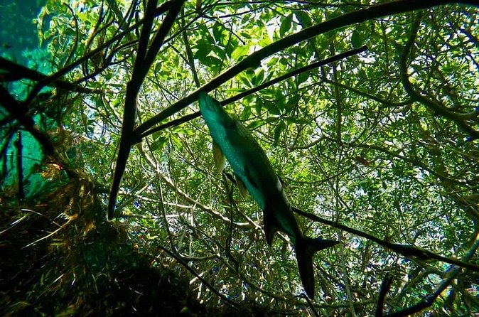 Try dive in beautiful Casa cenote for 2 people - Who will enjoy this activity most