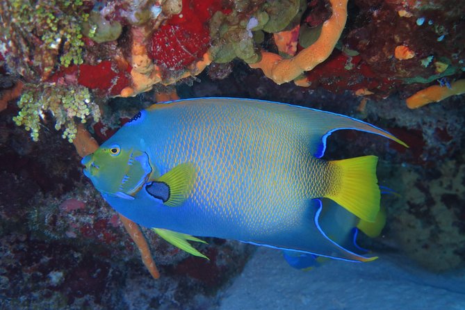 Try dive in Cozumel island - Starting at the Playa del Carmen ferry terminal