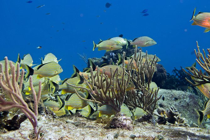 Try dive in Cozumel island - Crossing to Cozumel and preparing at the marina