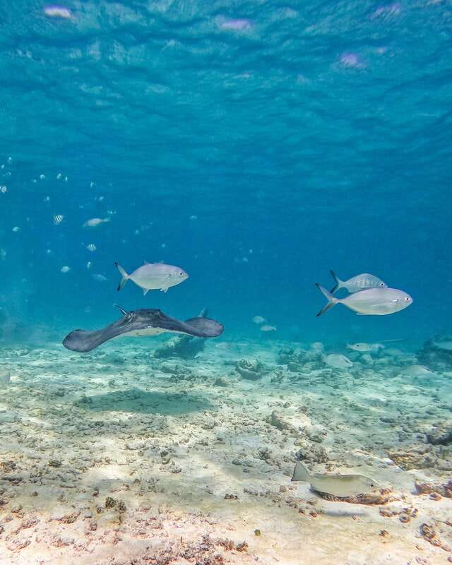 Tulum: 2-Hour Snorkeling in Two Spots of Tulum's Reef - What you can realistically see underwater