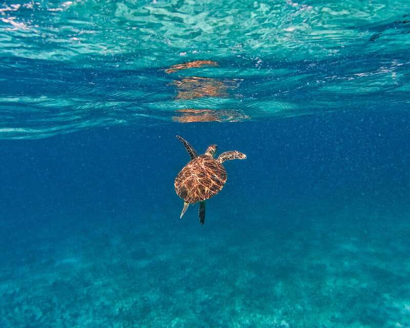 Tulum: 2-Hour Snorkeling in Two Spots of Tulum's Reef - Who will get the most from this outing