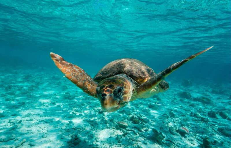 Tulum: 2 spot Reef Snorkel 1 hour 30 minutes - Meeting at El Paraiso Beach Club