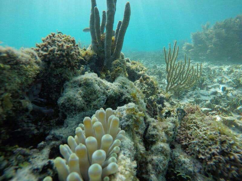 Tulum: 2 spot Reef Snorkel 1 hour 30 minutes - Two Reef Spots in One Short Session