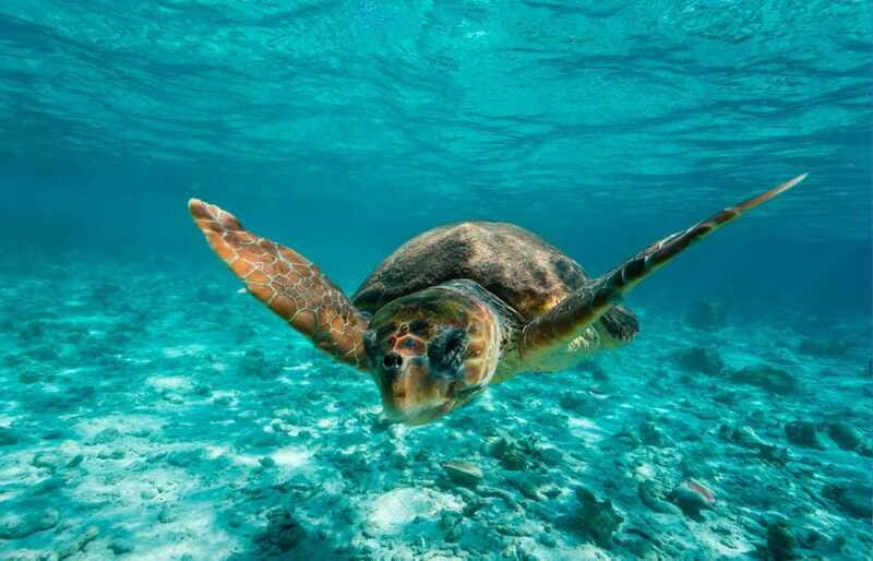 Tulum: 2 spot Reef Snorkel 1 hour 30 minutes - Should You Book the Raya Tours Reef Snorkel?