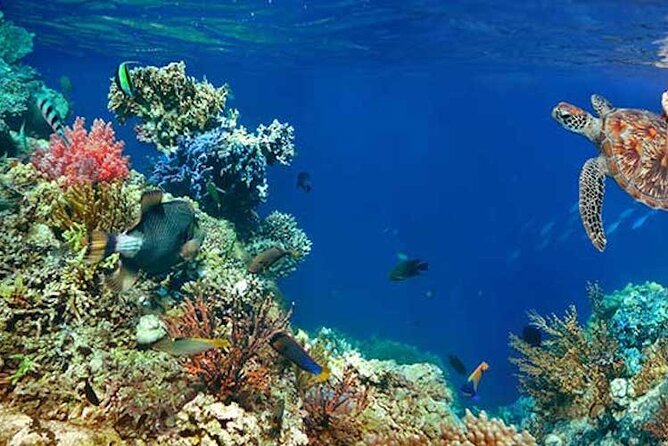 Tulum Area Experiences Guided 2 Tank Scuba Dive Casa Cenote & Barrier Reef-Lunch - Why Casa Cenote is the right first stop