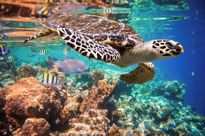 Tulum Area Experiences Guided 2 Tank Scuba Dive Casa Cenote & Barrier Reef-Lunch - What lunch is really like