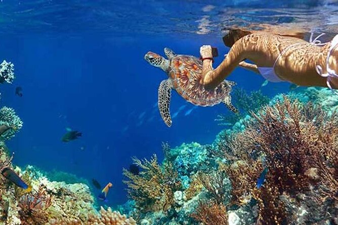 Tulum Area Experiences Guided Snorkeling Tour - Casa Cenote + Ocean Reef & Lunch - The tradeoffs hidden in the reef portion