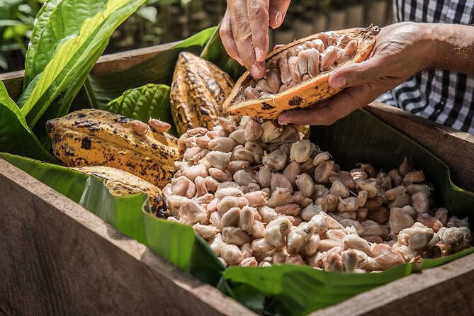 Tulum: Chocolate & Honey Sanctuary Experience with Cenote - What happens with the cacao and honey