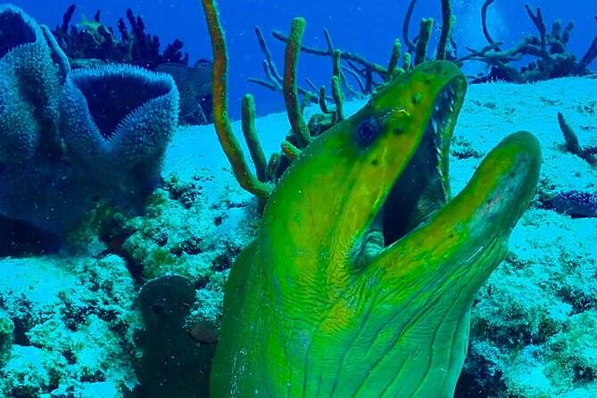Tulum Diving (Reef) 2 Tanks - Starting at Mexidivers on Tulum Beach