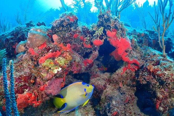 Tulum Diving (Reef) 2 Tanks - Why the small group matters