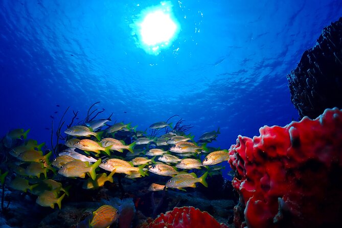 Tulum Diving (Reef) 2 Tanks - Weather and cancellation details