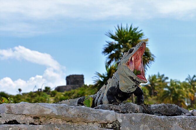 Tulum Guided Tour and Cenote Swim from Playa del Carmen - Meeting near Coco Bongo in Playa del Carmen