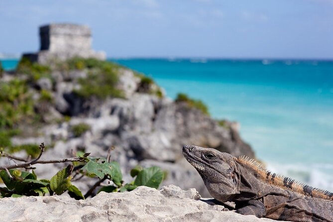 Tulum Guided Tour and Cenote Swim from Playa del Carmen - Cooling off at Cenote Yax Kin