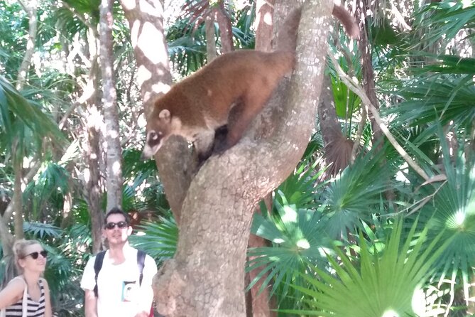Tulum Guided Tour and Cenote Swim from Playa del Carmen - Walking through Tulum from 8:30 to 10:30