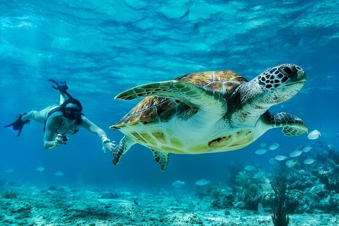 Tulum Mayan Ruins and Snorkeling with Turtles at Akumal - Who will get the most from this excursion