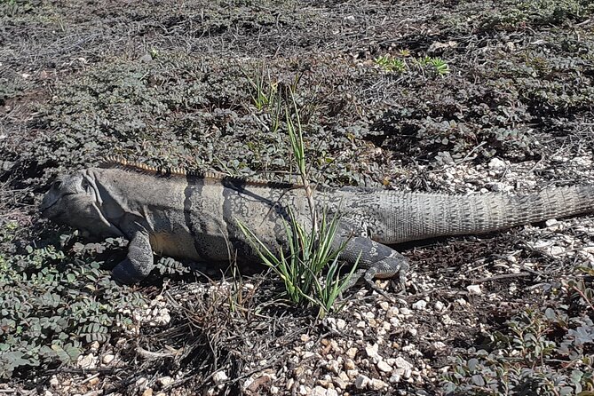 Tulum Private Boat Tour & Turtle Snorkeling Experience - Tulum’s ruins in one focused hour