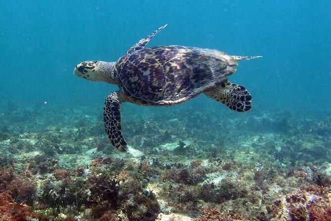 Tulum Private Boat Tour & Turtle Snorkeling Experience - Snorkeling at Playa Pescadores