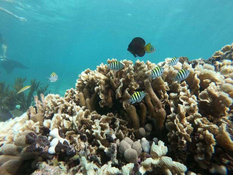 Tulum: Private Snorkel and Sailing Experience - What to know before you book