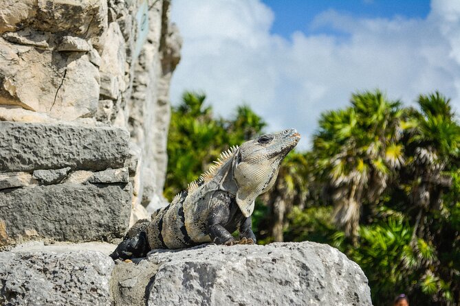 Tulum Ruins and Jaguar Park, Private Round Trip and Tickets - The Archaeology Without an Included Guide