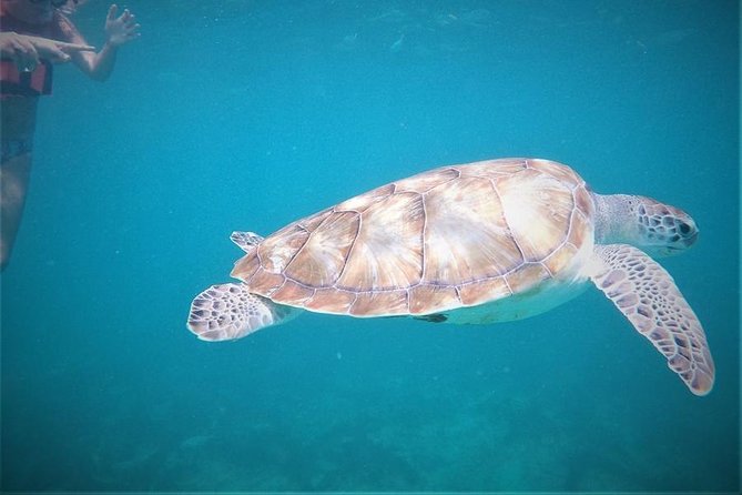 Tulum ruins swim with turtles in Akumal and Cenote - Three big sights from Playa del Carmen in one day