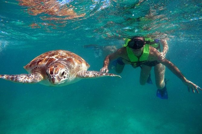 Tulum ruins swim with turtles in Akumal and Cenote - Akumal Beach: snorkeling with turtles