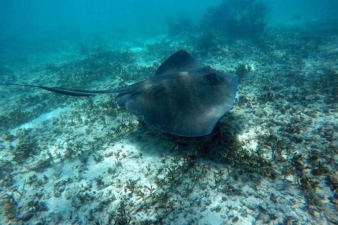 Tulum ruins swim with turtles in Akumal and Cenote - Lunch, taxes, and the real cost