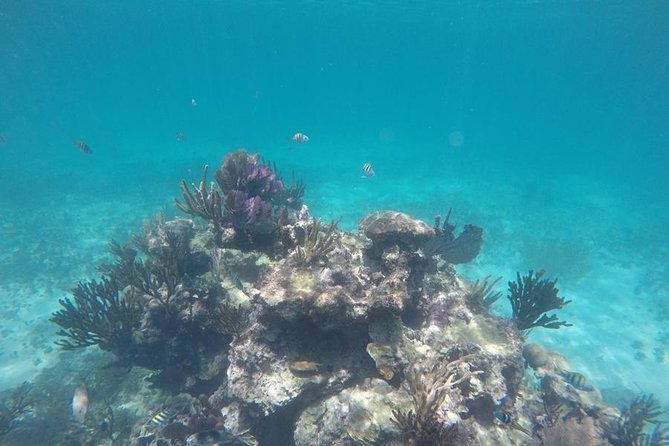 Tulum ruins swim with turtles in Akumal and Cenote - Who will enjoy this outing most