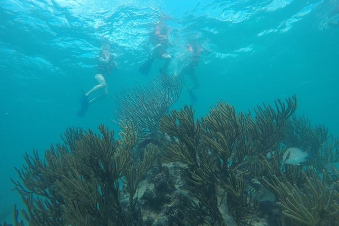 Tulum ruins swim with turtles in Akumal and Cenote - Tulum: an hour and a half among Maya ruins