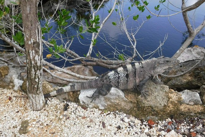 Tulum Ruins Tour (Private, Half Day) - The guides are the heart of the outing