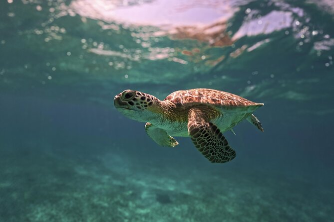 Tulum Ruins, Turtles in Akumal and Cenote tour - Tulum’s ruins beside the Caribbean