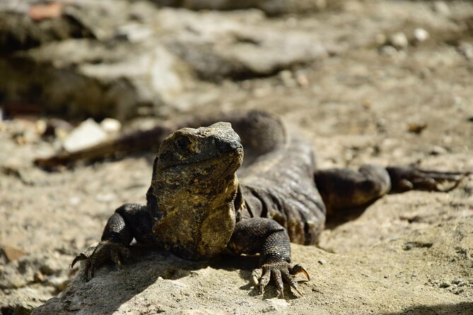 Tulum Ruins, Turtles in Akumal and Cenote tour - Guides make the difference