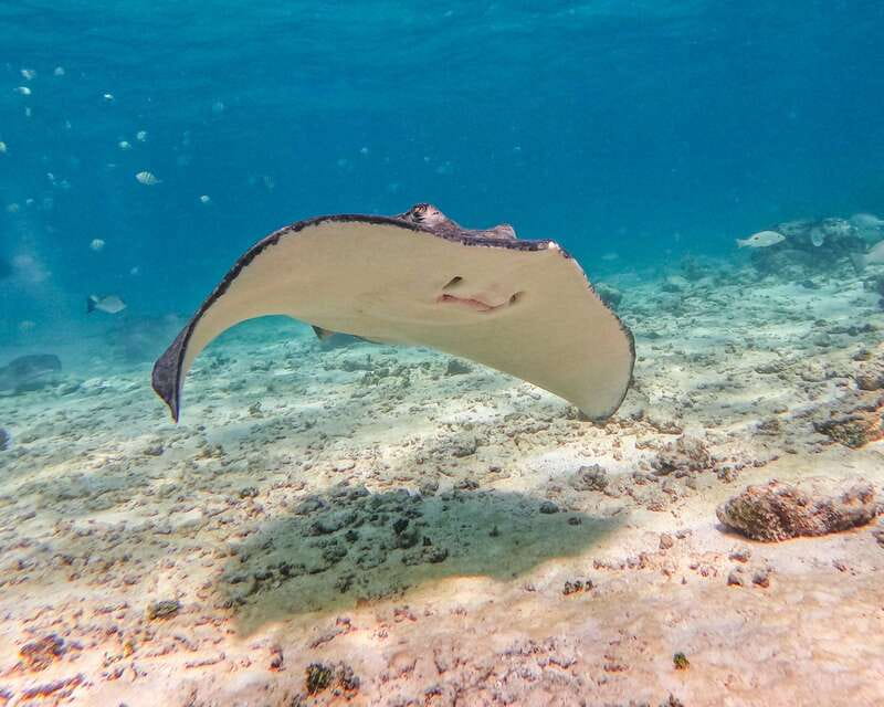 Tulum: Snorkeling at Paradise Reef - The final call: book it for a compact reef outing
