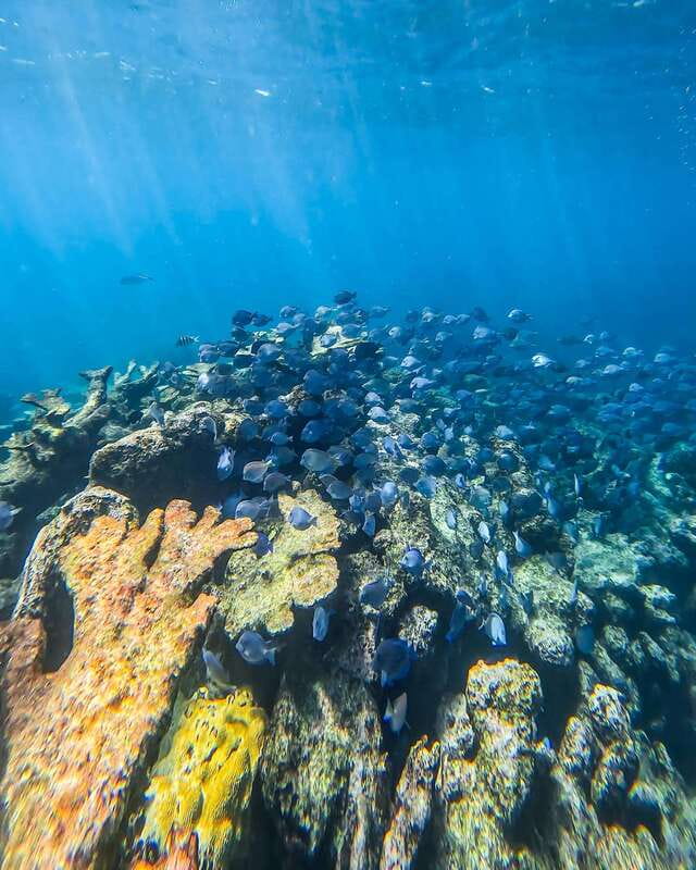 Tulum: Snorkeling at Paradise Reef - Meeting at Tulum Snorkel Services