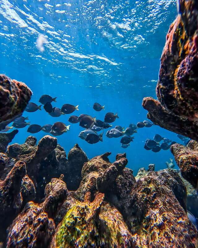 Tulum: Snorkeling at Paradise Reef - What you see at Paradise Reef