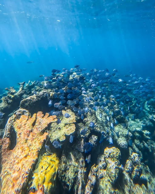 Tulum: Snorkeling at Paradise Reef - About 40 minutes in the water