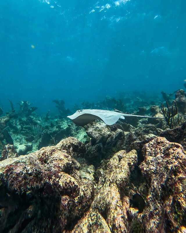 Tulum: Snorkeling at Paradise Reef - Who will enjoy this outing most?