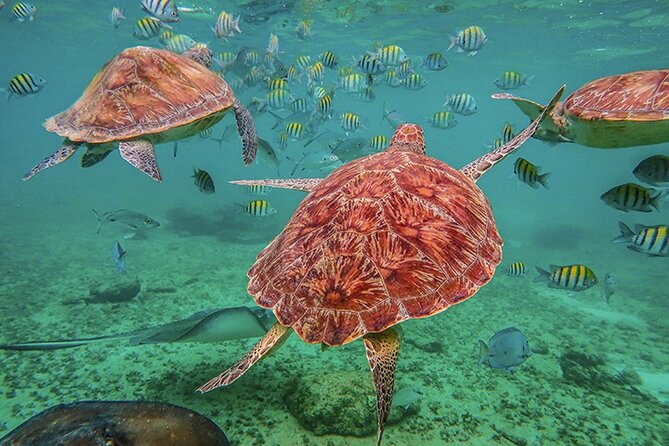 Tulum, Snorkeling with Sea Turtles, Cenote and Beachside Lunch - Swimming underground at Cenote El Sueño