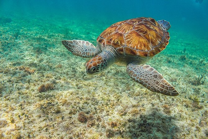 Tulum, Snorkeling with Sea Turtles, Cenote and Beachside Lunch - How the guide can shape the whole experience