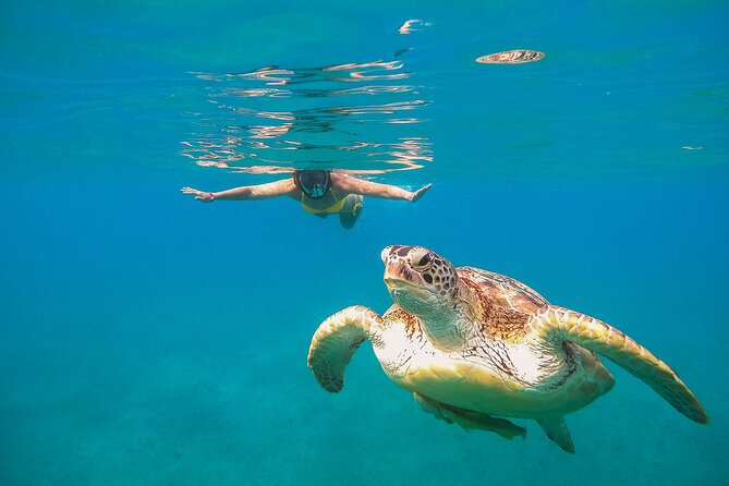 Turtle and Reef Sanctuary Snorkeling - Why Akumal makes this trip special