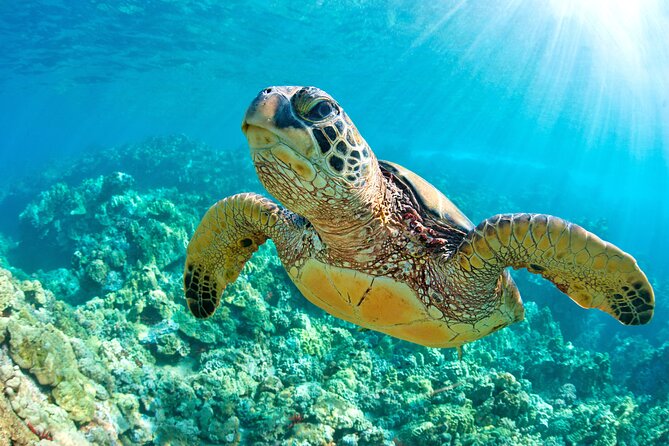 Turtle and Reef Sanctuary Snorkeling - The Akumal snorkeling stop
